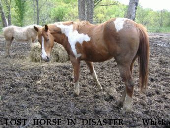 LOST HORSE IN DISASTER -  Whiskie, Near Bartlesville, OK, 74003